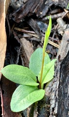 Pterostylis concinna