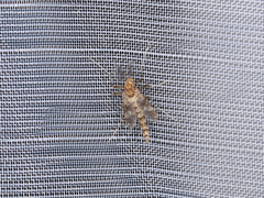 Psectrotanypus varius