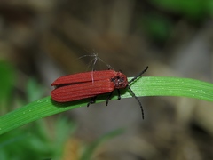 Dictyoptera aurora