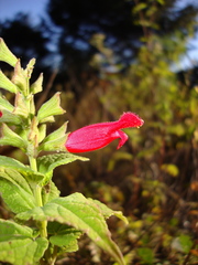Salvia holwayi