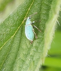 Phyllobius virideaeris