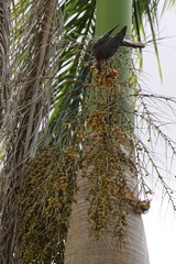 Patagioenas squamosa