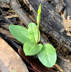 Pterostylis concinna