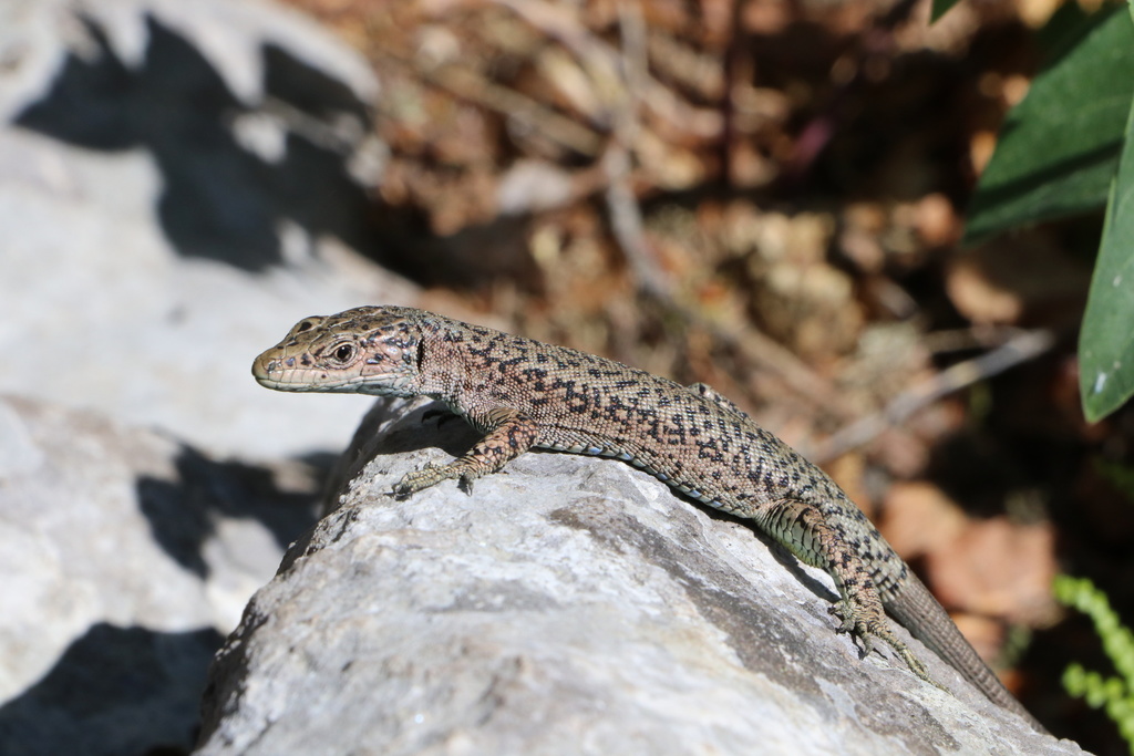 Mosor Rock Lizard
