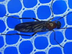 Dialysis fasciventris