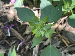 Dicliptera clinopodia