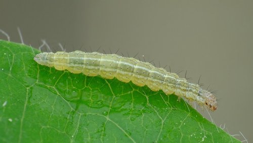 Honeysuckle Moth