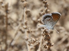 Brephidium exilis
