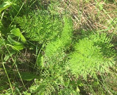 Selinum carvifolia