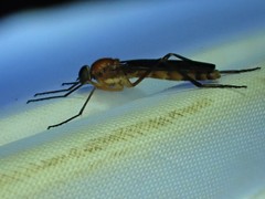 Dialysis fasciventris