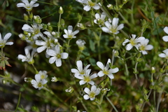 Arenaria grandiflora