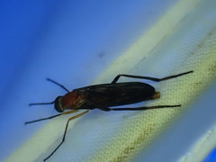 Dialysis fasciventris