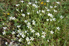 Arenaria grandiflora