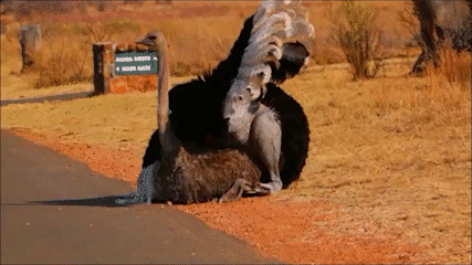 Ostrich