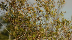 Serpophaga griseicapilla