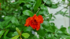 Punica granatum