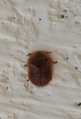 Hypocassida subferruginea