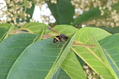 Orancistrocerus drewseni