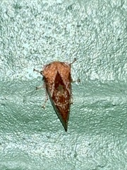 Ophiderma evelyna