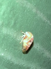 Ophiderma evelyna