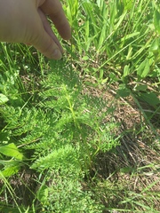 Selinum carvifolia