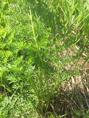Selinum carvifolia