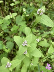 Plectritis congesta brachystemon