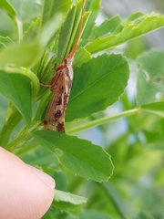 Limnephilus marmoratus