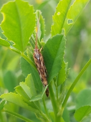 Limnephilus marmoratus