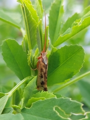 Limnephilus marmoratus