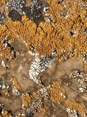 Xanthomendoza trachyphylla