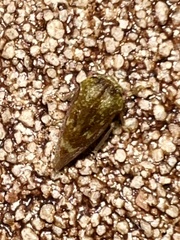 Ophiderma evelyna