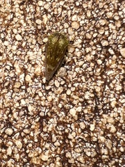 Ophiderma evelyna