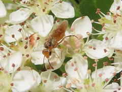 Hoplocampa