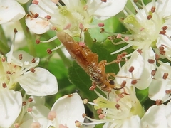 Hoplocampa
