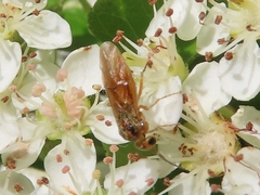 Hoplocampa