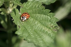Harmonia axyridis