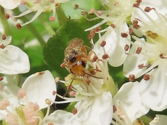 Hoplocampa