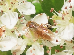 Hoplocampa