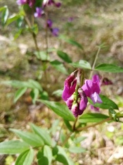 Lathyrus vernus