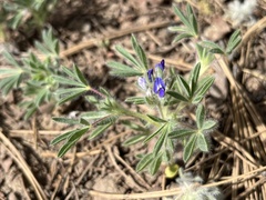 Lupinus kingii