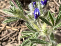 Lupinus kingii