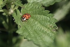 Harmonia axyridis