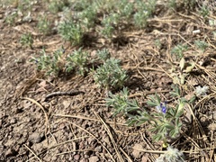 Lupinus kingii
