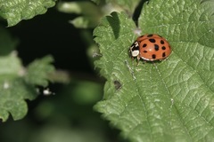 Harmonia axyridis