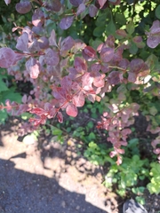 Berberis thunbergii
