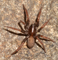 Arctosa rubicunda