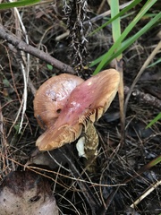 Cortinarius symeae