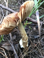 Cortinarius symeae