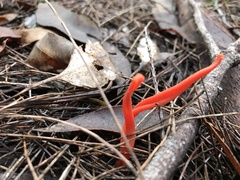 Clavulinopsis sulcata